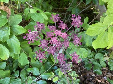 Heracleum Sphondylium Pink Cloud Seed