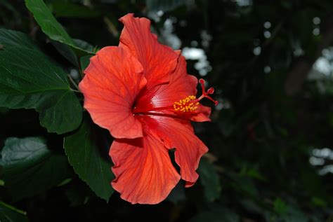 Tropical Rainforest: Flowers In The Tropical Rainforest