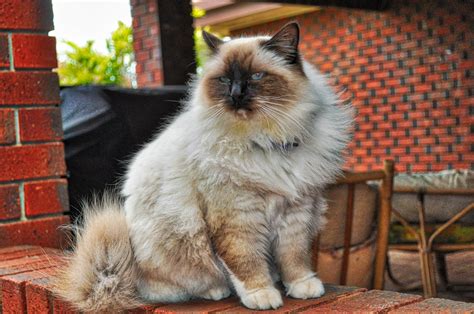 Cat Birman Cat Wallpapers Hd Desktop And Mobile Backgrounds