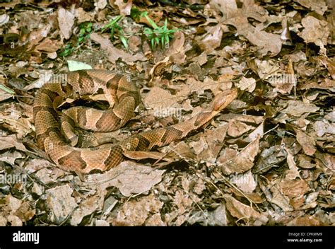 Copperhead Snake Agkistrodon Contortrix In Fall Leaves A Great Stock