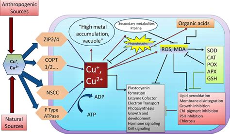 Overview Of Copper Uptake And Roles Essential And Harmful In Plants