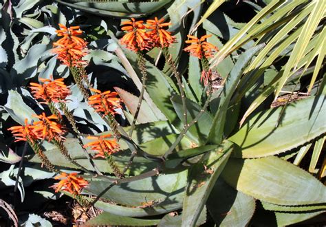 Aloe Vera Flower Free Stock Photo - Public Domain Pictures