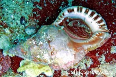 Charonia Lampas Red Triton Shell Reef Life Survey