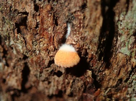 Common Gilled Mushrooms And Allies From Mothar Mountain QLD 4570