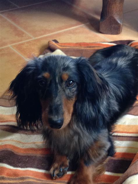 Darcy Dachshunds Doxie Long Haired Dachshund Weiner Dogs Amazing