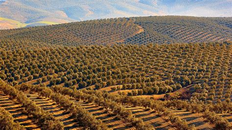 Olive Groves Continue Steady Expansion Across Spain - Olive Oil Times