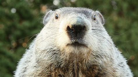 How to watch Groundhog Day 2023: live stream Punxsutawney Phil and his ...