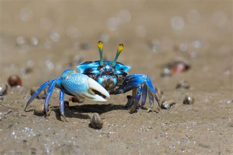 Cangrejos Tipos Características Comportamiento Y Reproducción Mis