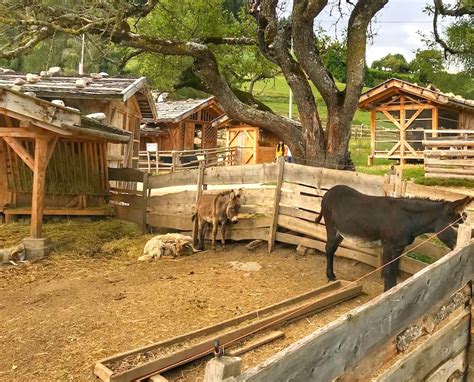 Alla Fattoria Rainguthof, un mondo degli animali davvero speciale