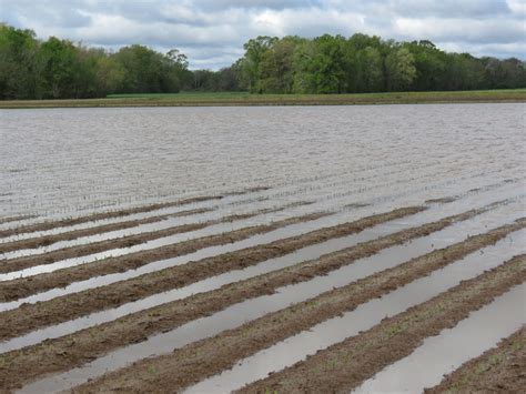 Flooded Fields Cause Concern For Louisiana Farmers