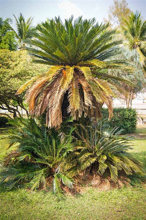 How To Deal With Common Sago Palm Pests Diseases Gardener S Path