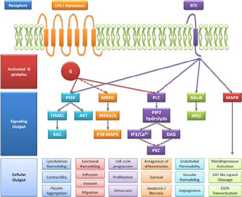 Ovarian Cancer Intracellular Signaling Pathways Scheme Lpa Hormones