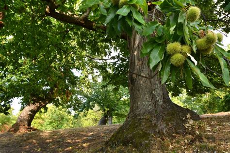 Tutto Sul Castagno Una Pianta Maestosa E Molto Longeva