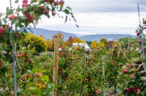 15 Best Apple Orchards In New England New England