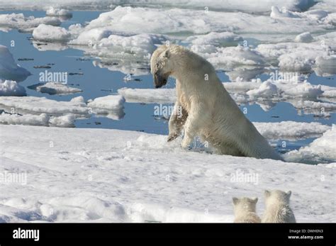 Polar bear hunting seal hi-res stock photography and images - Alamy