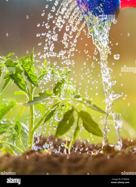 Watering Seedling Tomato Plant In Greenhouse Garden Stock Photo Alamy