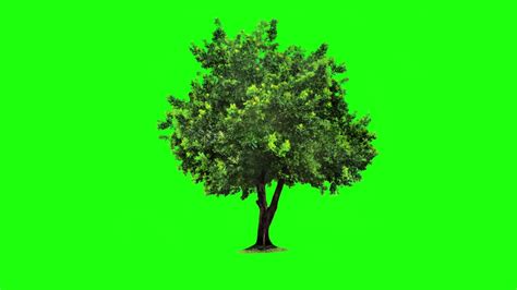 Green Screen Footage Tree 100 Free To Use Free Stock Footage Youtube