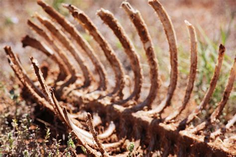 Rotting Skeleton Ribcage Bones Stock Photo Download Image Now Istock