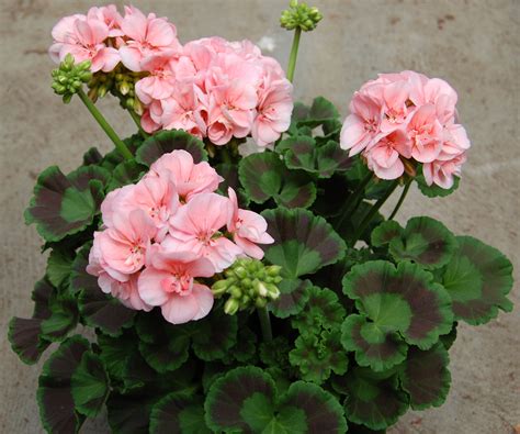 Pelargonium Obp Opplysningskontoret For Blomster Og Planter