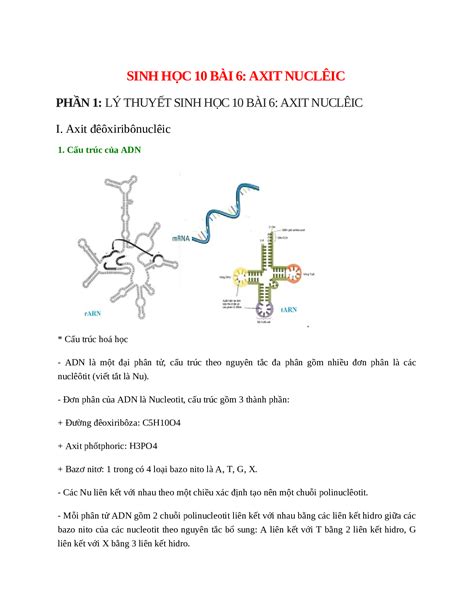 Tổng quan về sơ đồ tư duy axit nucleic hiện đại và mới nhất 2023