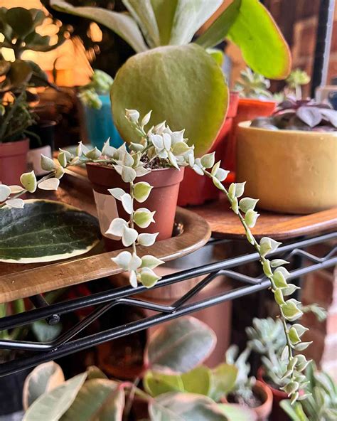 12 Indoor Trailing Plants That Are Fun And Easy To Grow