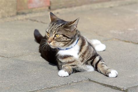 Tabby Cat Lying Down Indoors Stock Image Image Of Pose Tabby 78494421