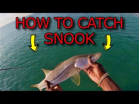 How To Catch Snook Youtube