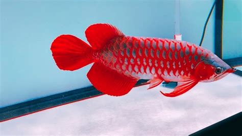 Super Red Arowana Fish