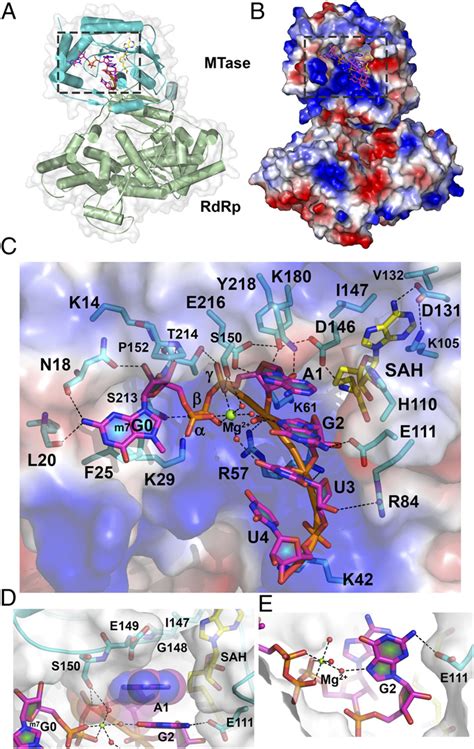 Structure Of The Ternary Complex Between Denv Ns Capped Rna And