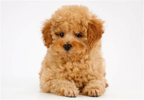 Amazing Teacup Poodle Puppies Price, Lifespan, Care -3 Types