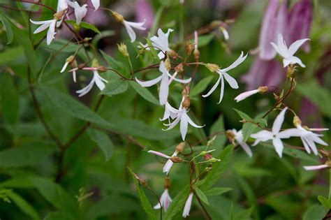 A Guide To Native Plants In North Carolina Our State Artofit