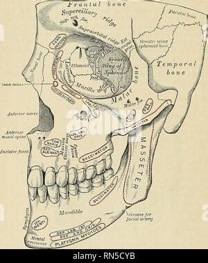 Anatomía descriptiva y aplicada Anatomía La región orbitaria 369