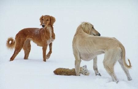 Tazy Dog Breed to be Recovered - The Astana Times