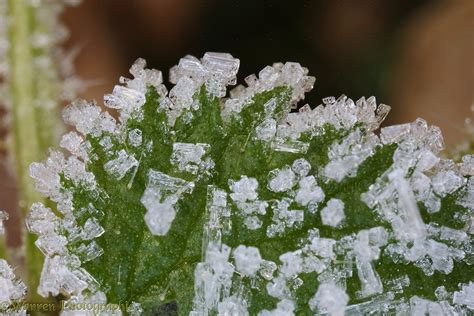 Frost crystals on a nettle leaf photo WP14678