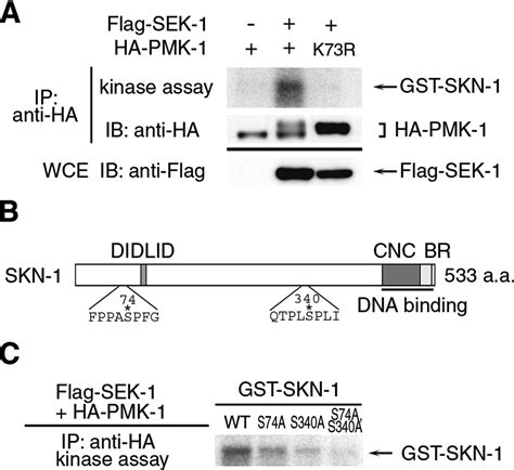 The C Elegans P Mapk Pathway Regulates Nuclear Localization Of The