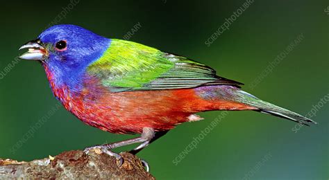 Painted Bunting Passerina Ciris Stock Image C003 7957 Science