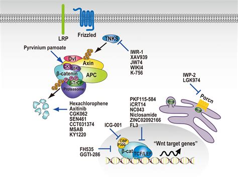 Discovery Of Chemical Probes That Suppress Wnt β‐catenin Signaling