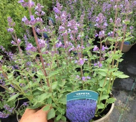 Nepeta Purrsian Blue In A Litre Pot Cade Street Nursery