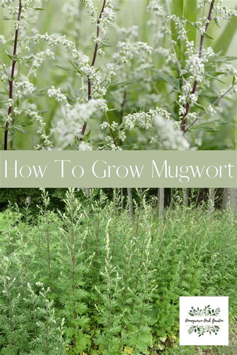 Mugwort How To Grow And Use Homegrown Herb Garden