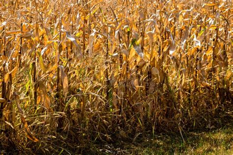 Dried Out Corn Field Ripe Corn Left To Dry Stock Photo Image Of