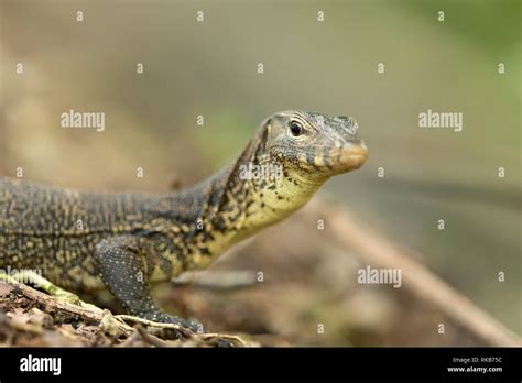 Malayan Water Monitor Lizard Varanus Salvator In Sungei Buloh Wetland