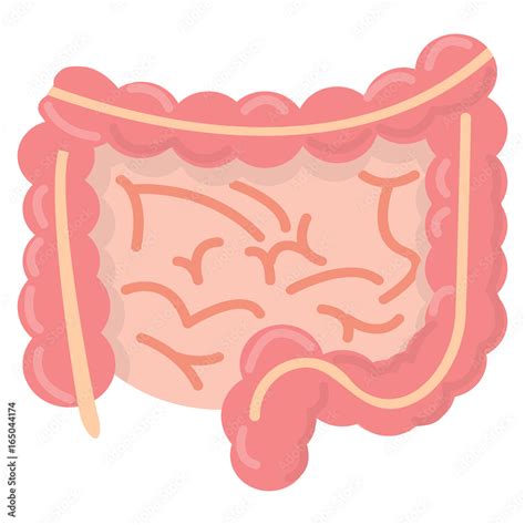 Gut Human Digestive System Icon Vector Illustration Flat Style Design Isolated On White