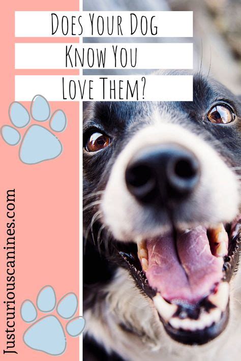 Does Your Dog Know You Love Them Here Is How To Tell Them Your Dog