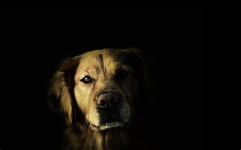 the dogs face 2