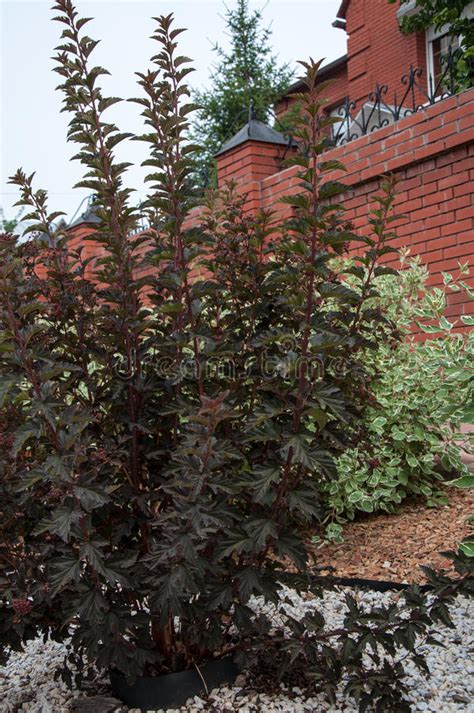 Cornus Alba And The Cornus Sanguinea In Garden Design Stock Photo