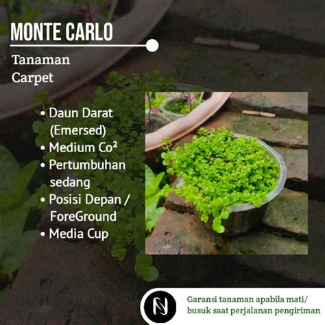 Jual Monte Carlo Cup Tanaman Aquascape Aquascape Plants Shopee Indonesia