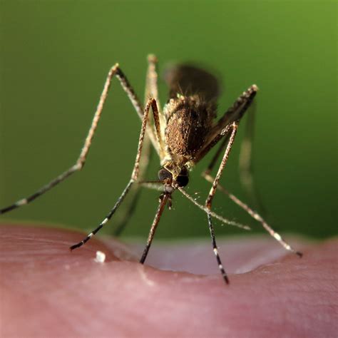 These 10 Simple Home Remedies For Mosquito Control That Actually Work Mosquitonix San Antonio