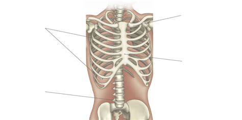 Natural Science 3 (bones) trunk bones Diagram | Quizlet