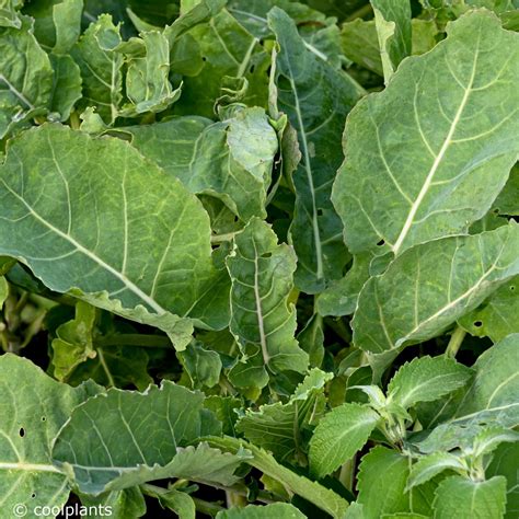 Brassica Oleracea Daubenton Buy Plants At Coolplants