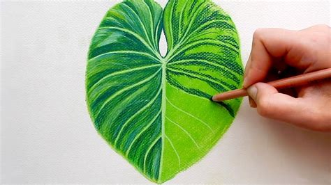 How To Draw Tropical Leaves Step By Step At Drawing Tutorials